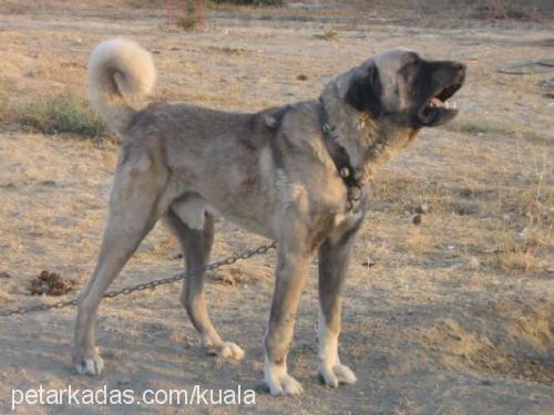 kocapatİ Erkek Kangal