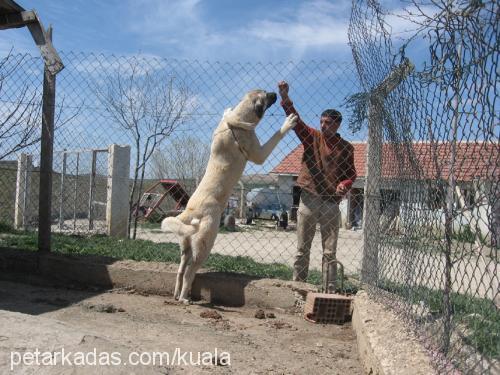 cenay Dişi Kangal