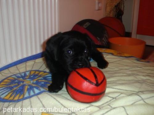 kömür Erkek Labrador Retriever