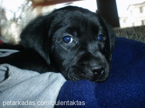 kömür Erkek Labrador Retriever