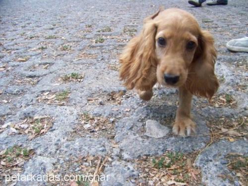 çiko Erkek İngiliz Cocker Spaniel