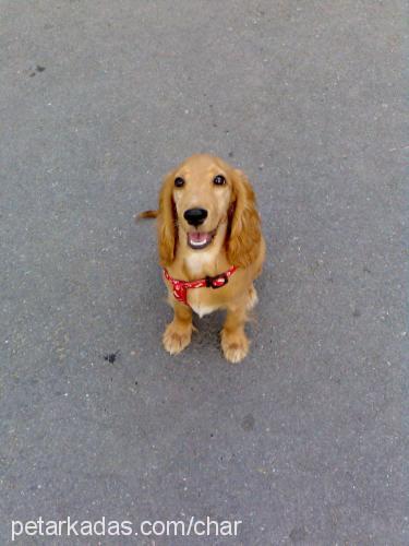 çiko Erkek İngiliz Cocker Spaniel