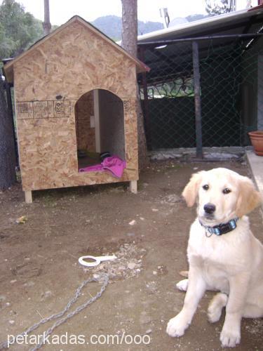 oddie Dişi Golden Retriever