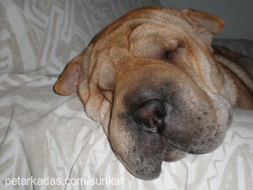 nierashanviko Dişi Çin Shar-Pei