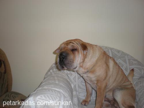 nierashanviko Dişi Çin Shar-Pei