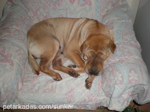 nierashanviko Dişi Çin Shar-Pei