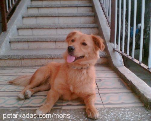 cıtır Dişi Golden Retriever