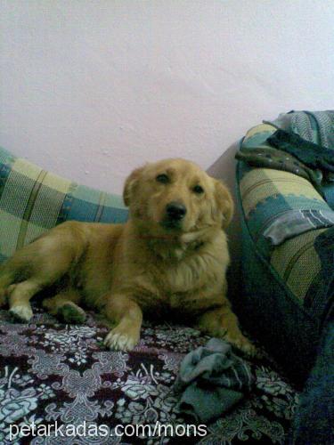 cıtır Dişi Golden Retriever