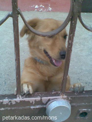 cıtır Dişi Golden Retriever