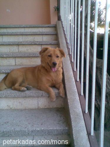 cıtır Dişi Golden Retriever