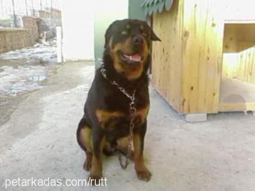 rutt Erkek Rottweiler