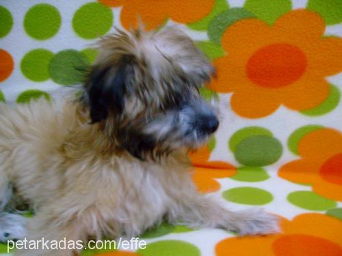 efe Erkek Norfolk Terrier