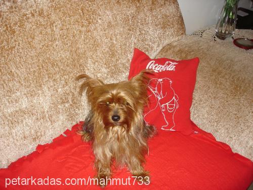 tarçın Erkek Yorkshire Terrier