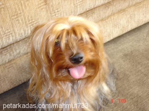 tarçın Erkek Yorkshire Terrier