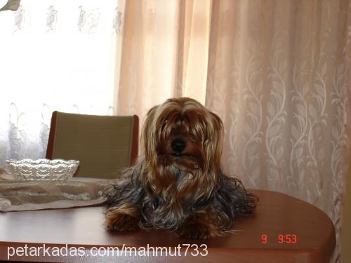 tarçın Erkek Yorkshire Terrier