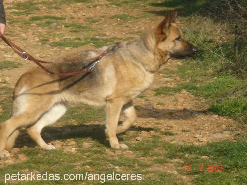 ceres Dişi Alman Çoban Köpeği