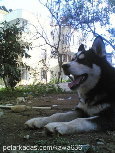 cash Erkek Sibirya Kurdu (Husky)