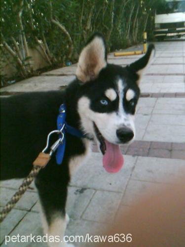 cash Erkek Sibirya Kurdu (Husky)