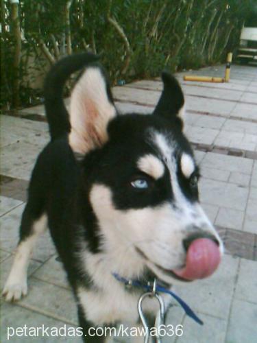 cash Erkek Sibirya Kurdu (Husky)