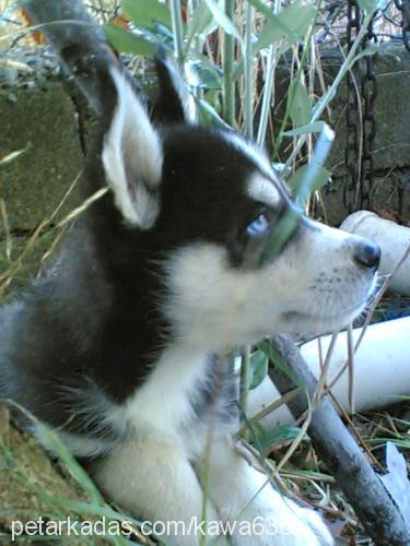 cash Erkek Sibirya Kurdu (Husky)