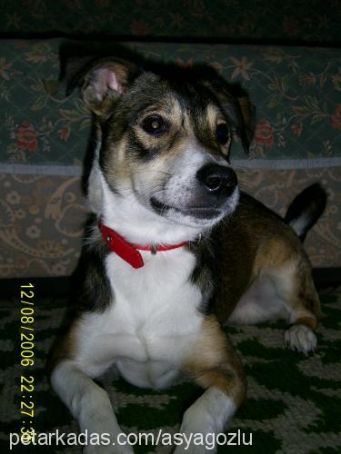 missocan Erkek Jack Russell Terrier