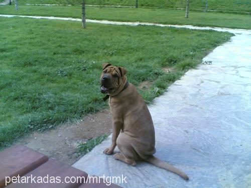 max Erkek Çin Shar-Pei