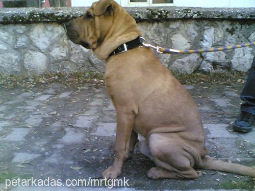 max Erkek Çin Shar-Pei