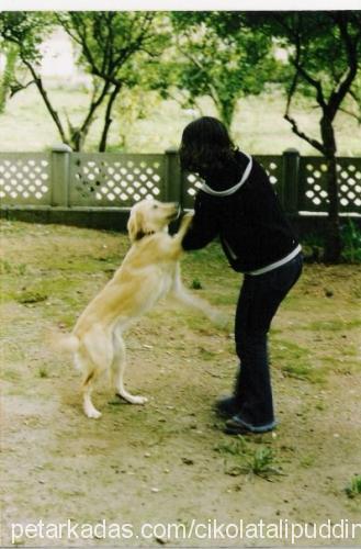 schummy Dişi Golden Retriever