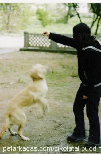 schummy Dişi Golden Retriever