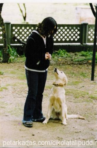 schummy Dişi Golden Retriever