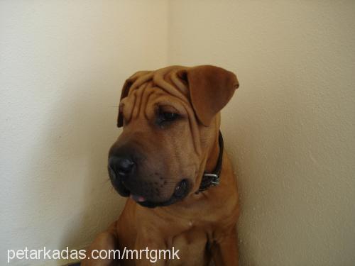 max Erkek Çin Shar-Pei