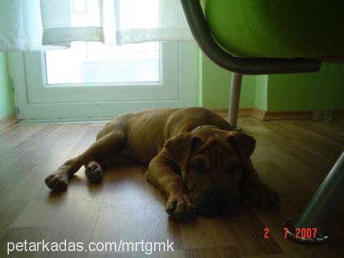 max Erkek Çin Shar-Pei