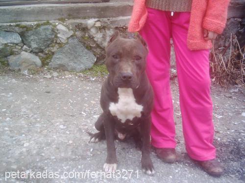 tyson Erkek Bandogge Mastiff