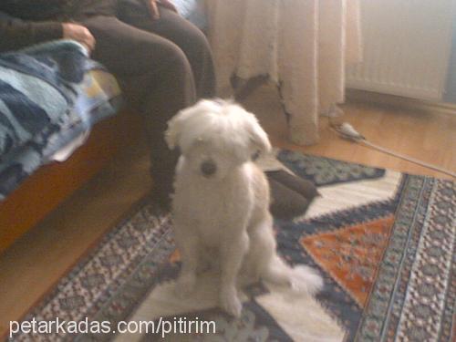 fifi Erkek West Highland White Terrier