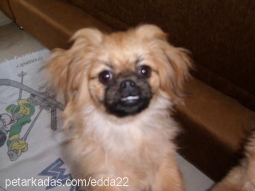 pamuk Erkek Pekingese