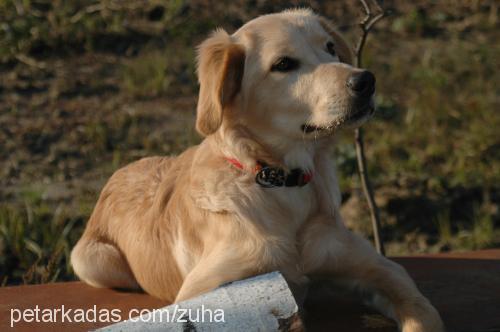 zuha Erkek Golden Retriever