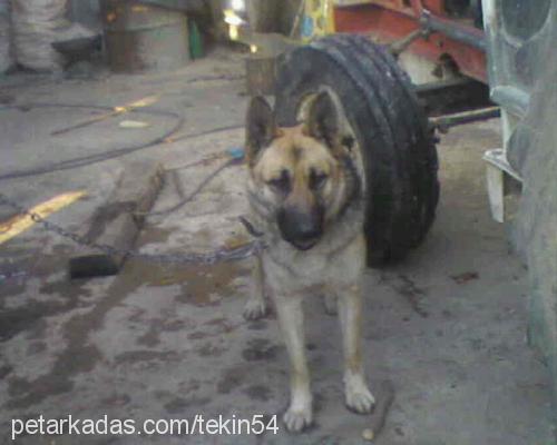 paŞa Erkek Alman Çoban Köpeği