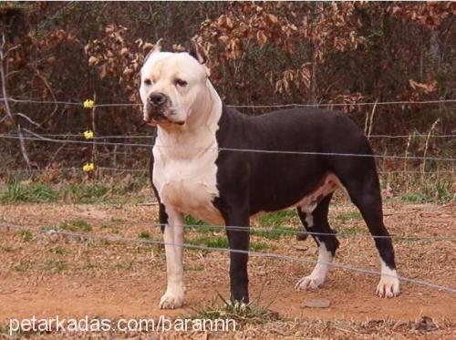 aresss Dişi Boxer