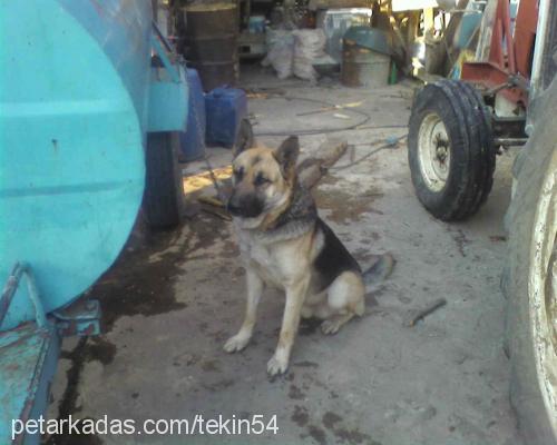 paŞa Erkek Alman Çoban Köpeği