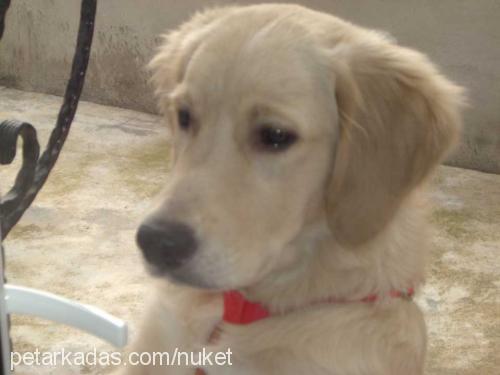 efe Erkek Golden Retriever