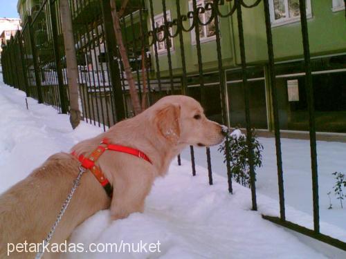 efe Erkek Golden Retriever