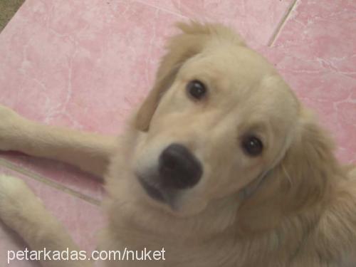 efe Erkek Golden Retriever