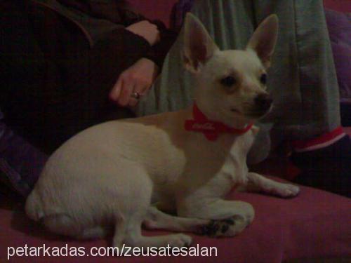 zeus Erkek Chihuahua