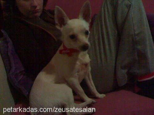 zeus Erkek Chihuahua