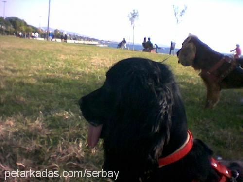 alex Erkek İngiliz Cocker Spaniel