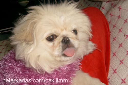 Çakil Dişi Pekingese