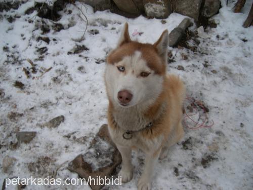 paşa Erkek Sibirya Kurdu (Husky)