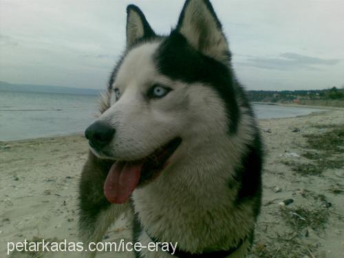 ice Erkek Sibirya Kurdu (Husky)