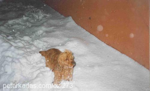 daisy Dişi İngiliz Cocker Spaniel