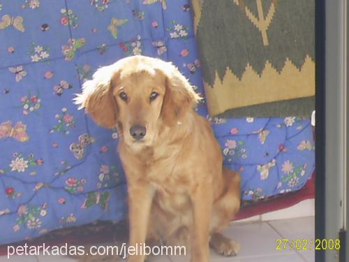 teo Erkek Golden Retriever